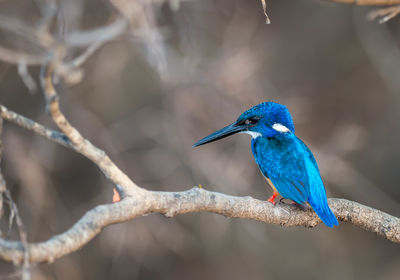 Half Collared Kingfisher